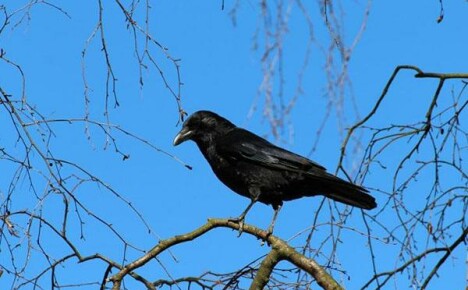 Why crows are dangerous in a personal plot
