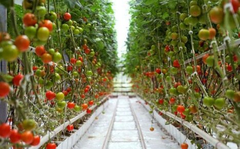 Cara menanam tomato secara hidroponik - arahan dengan petua dan trik