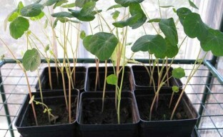 A nasturtium palánták termesztésének jellemzői