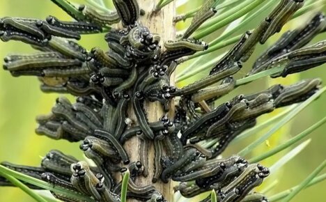 Effective methods of dealing with a pine sawfly