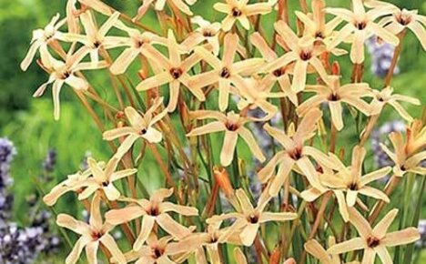 Värmeälskande mild skönhet Ixia paniculata