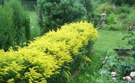 Хибрид златне цветиће соларног цвета и његове популарне сорте