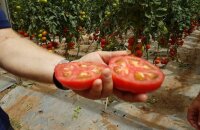 Wie man den Geschmack von Tomaten verbessert und warum es darauf ankommt