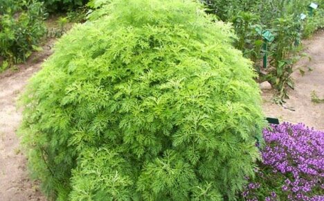 Growing wormwood divine tree at their summer cottage is a pleasant experience for beginners