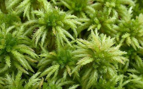 The use of sphagnum moss in different spheres of life