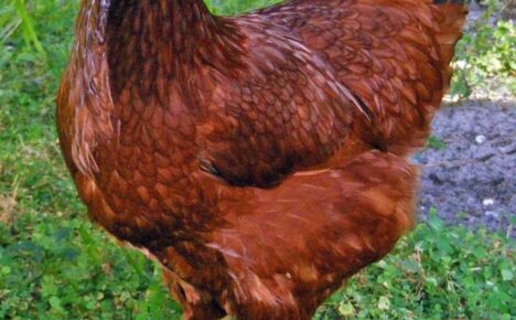 Kuban vörös fajtájú csirkék: a kiváló rétegek fő jellemzői