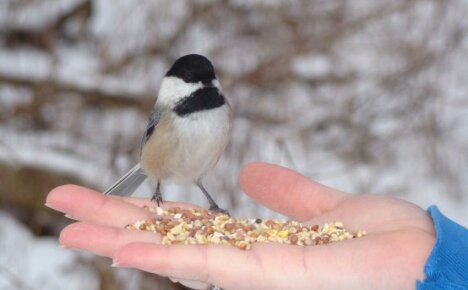 كيفية إطعام الطيور بشكل صحيح - مساعدة الطيور على النجاة في الشتاء