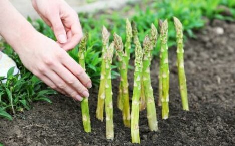 Sådan dyrkes asparges med frø, stiklinger og stiklinger