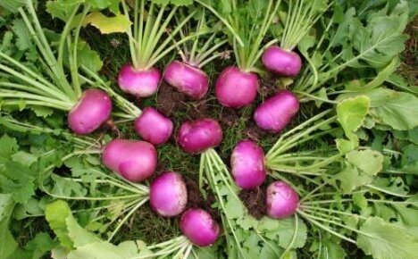 Fodder turnips will successfully replace fodder beets