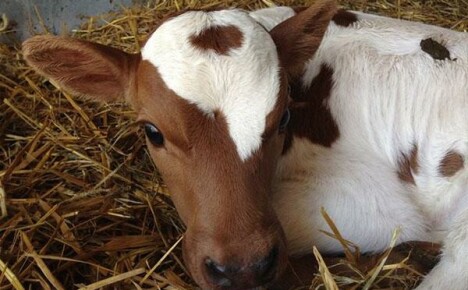 Dyspepsia of newborn calves