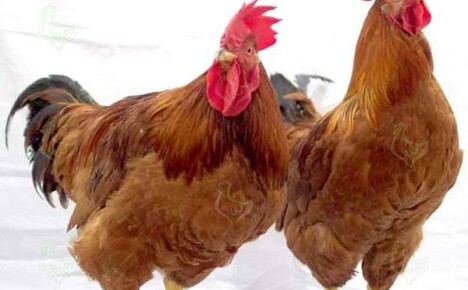 Het fokken van Redbrough-kippen in een privébinnenplaats