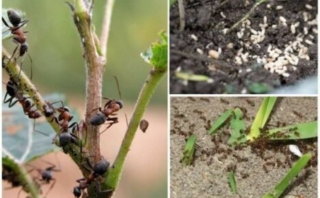 Làm thế nào để thoát khỏi kiến ​​trong vườn: Đừng cho chúng cơ hội giết thu hoạch của bạn
