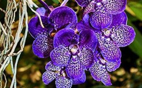 Suptilnosti njege i razmnožavanja veličanstvene orhideje Vanda