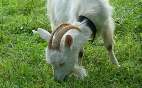 How to care for a goat and how to feed it