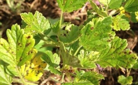 Gooseberry anthracnose - determine the disease and save the bush