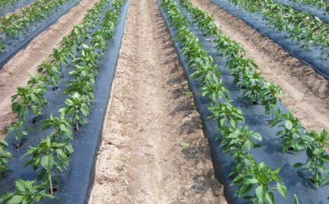 Was kann unter Agrofaser gepflanzt werden - die Vorteile und Methoden der Verwendung des Materials