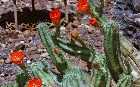 Kaktus echinocereus odolný voči zime je schopný prežiť na otvorenom poli