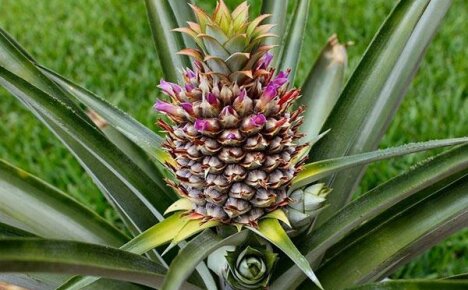 Odling av ananas och produktion av kanderad frukt från den