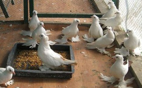 Kako koristiti golubji izmet kao gnojivo - osnovna pravila za učinkovitu uporabu