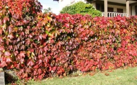 Gorgeous maiden grape hedge: how to plant and which varieties to use