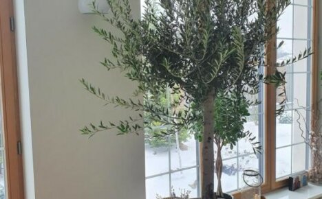 Olive tree sa bahay - lahat ng mga lihim ng matagumpay na paglilinang