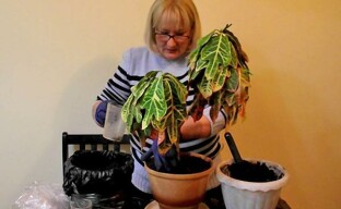 Resuscitation of Croton or when a florist becomes a doctor