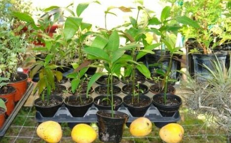 كيفية زراعة بذور المانجو: الانتقاء والإنبات والغرس