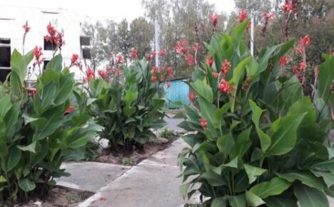 Come coltivare i fiori di cannes in un giardino in Siberia - consigli di giardinieri esperti