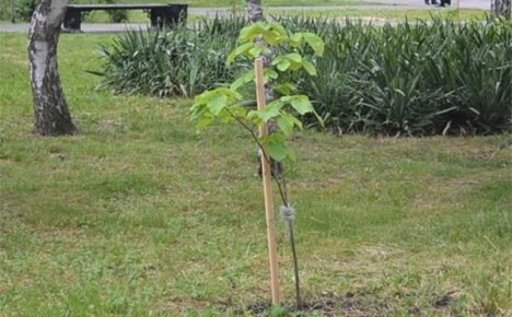 Planting a linden tree: how to choose a comfortable place in the garden for a honey plant