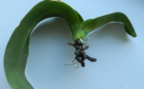 Vier beproefde methoden voor reanimatie, als alle wortels van een orchidee zijn verrot, wat te doen om ze te laten groeien