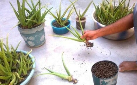Wie man Aloe zu Hause vermehrt: 4 einfache Wege