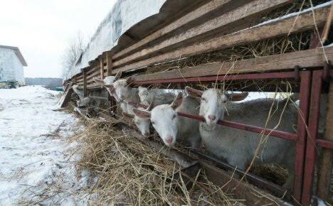 Elever des chèvres en hiver sans chauffage n'est qu'une maison de chèvre sèche et légère