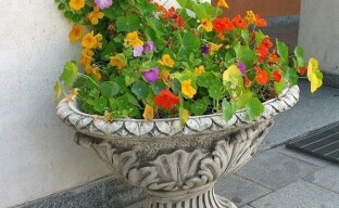 A nasturtium hasznos tulajdonságai, cserépben vagy vázában való termesztése