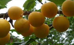 What is the peculiarity of the Russian plum or hybrid cherry plum