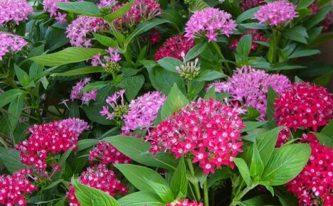 Pentas New Look - egzotik bir çiçek yetiştirme kuralları