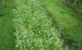 Buckwheat as green manure: we fertilize the soil without chemicals