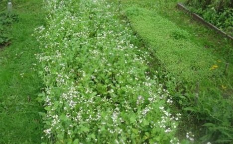 Buckwheat as green manure: fertilizing the soil without chemicals