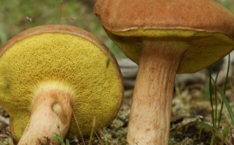 Notă pentru culegătorii de ciuperci - o astfel de ciupercă multifacetică, fotografie și descrierea speciilor