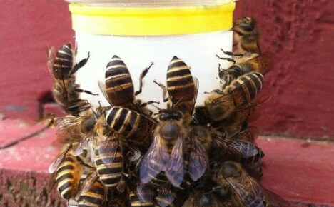 Apicultores ajudam abelhas a beber bebedouro da China