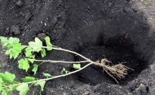 Садња јоште: важне нијансе корења јагодичастог грма