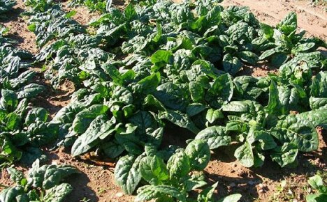 We study the features of growing and caring for spinach in the open field