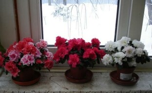 Secrets of room azalea care or what to do with a flower after purchase