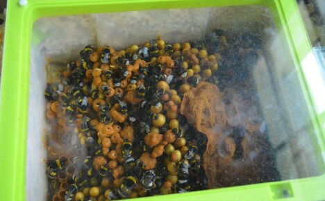 Bir yazlık kulübede yaban arısı kovanı ne için