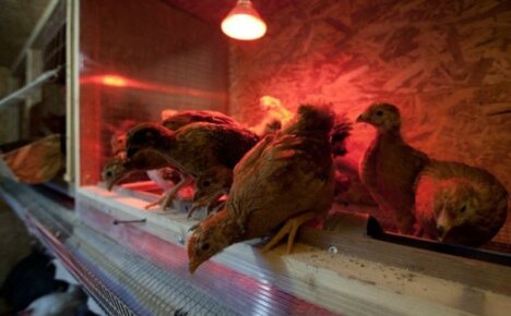 Лампи за отопление на кокошарник през зимата - как евтино да изолирате стая за птици