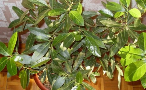 Need a spice at hand - plant a laurel tree, home care for an unpretentious bush