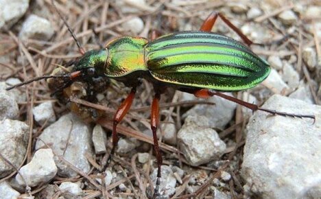 Mysterious insect of all time ground beetle
