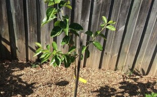 Persimmon seedlings: not an easy choice, but a successful planting