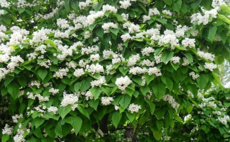 Spectacular catalpa tree: planting and caring in an open area