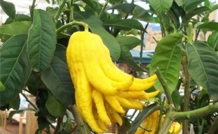 Augantis dekoratyvinis citrusinis citrinos delnas arba Budos ranka