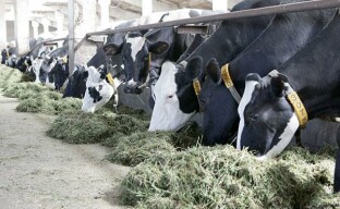 Dairy farming on an industrial scale